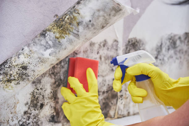 Mold Remediation for Rental Properties in Hoopers Creek, NC